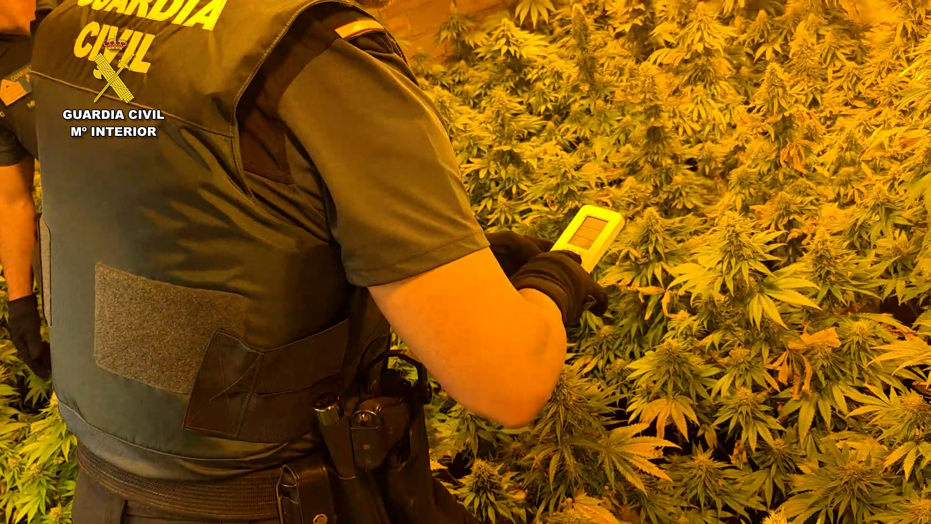 Imagen de La Guardia Civil desmantela una plantación de marihuana en Los Villares