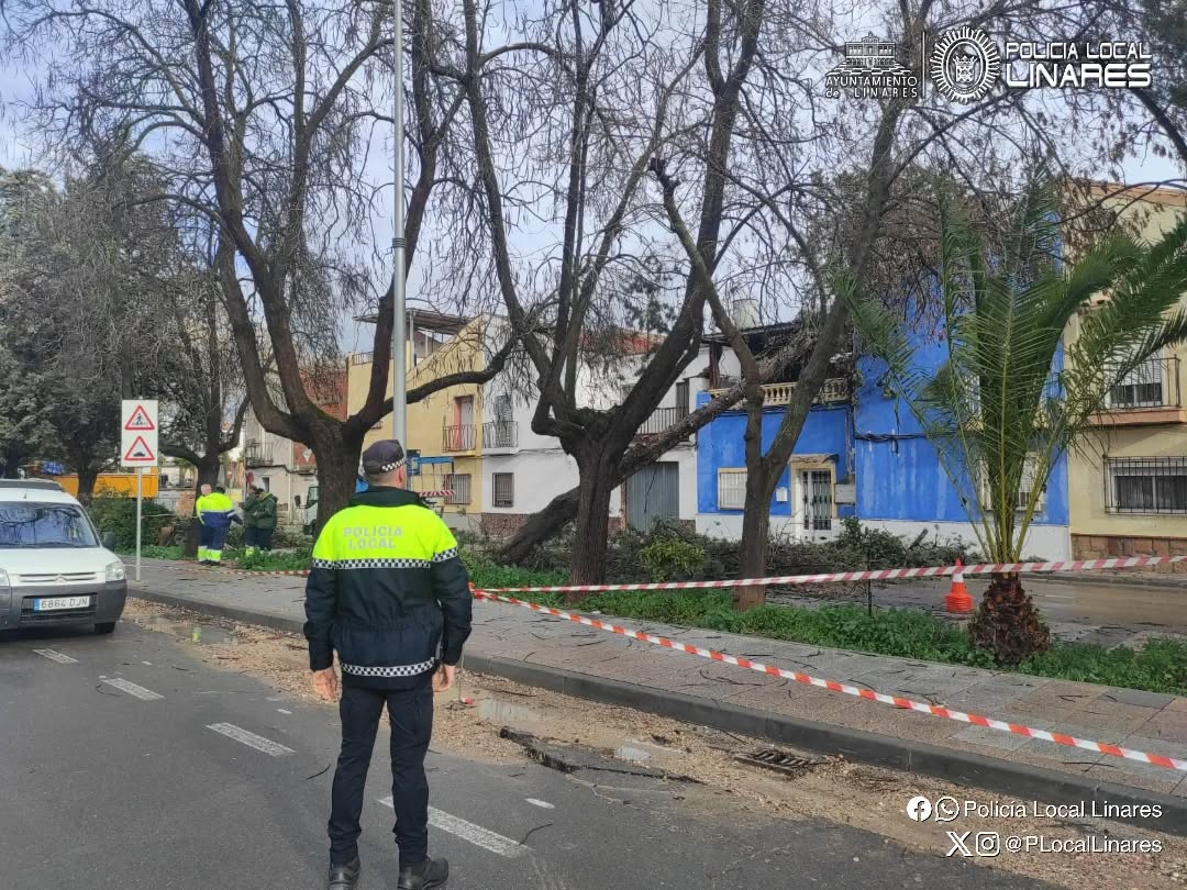 Imagen de Alerta amarilla en Linares por fuertes lluvias y viento: múltiples intervenciones de emergencia